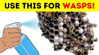 How To Get Rid Of Wasp Nest At Home DIY Methods Revealed [upl. by Enael]