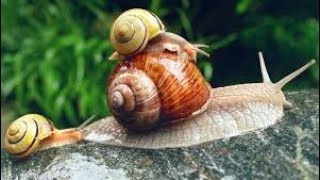 İnfo über Schnecken Meine Schnecken🐌🐚 [upl. by Newman]