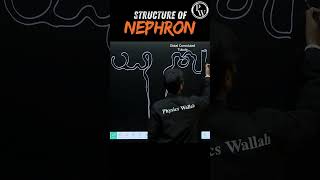 Structure of Nephron Diagram🧠 pwenglish science biology [upl. by Eduardo]