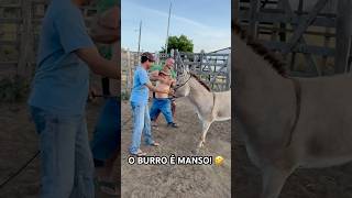 PILILIU SE LIVROU DE UMA QUEDA NO BURRO 🤣 [upl. by Werdma]