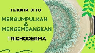 Mengembangbiakkan Trichoderma Agen Hayati Penghambat Patogen dan Penyubur Tanah [upl. by Ennovi]