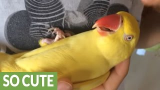 Parrot furiously squawks when owner stops petting her [upl. by Fredkin]