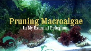 Reef Tank How to Prune Macro Algae in a Refugium [upl. by Shum558]