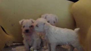 WHITE MINIATURE SCHNAUZERS TEACUP PUPPIES FOR SALE ALL [upl. by Hicks]