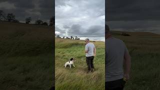 Labrador vs Spaniel gundogtraining labrador springerspaniel [upl. by Irtak]