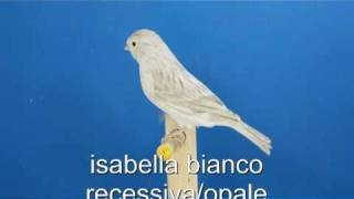 ISABELLA BIANCO RECESSIVAopale [upl. by Adyahs]