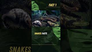 The SHOCKING Truth About Snake Evolution Exposed facts snake history wildlife python ytshorts [upl. by Leibman653]