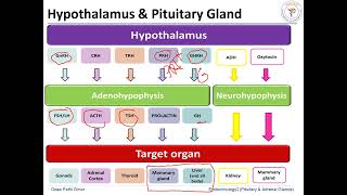 Pituitary Gland Hormones amp Disorders [upl. by Botzow]