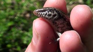 Ocellated skink [upl. by Mirabella]