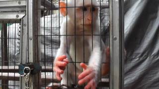 White Macaque Monkey Reaches Both Hands Pramuka Animal Market Indonesia [upl. by Alverson]