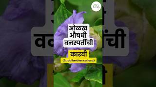 कारवी  Strobilanthes callosa  औषधी वनस्पती  Medicinal plant [upl. by Hale154]