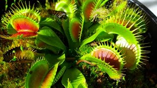 Carnivorous Plants [upl. by Nasus]