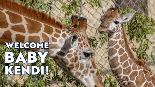 Welcome Baby Giraffe Kendi [upl. by Kosey]