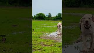 🐈🦮 alangu doglover bullykutta mastifflovers trending viral youtubeshorts [upl. by Ariom]