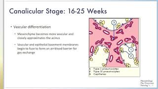 The Five Stages of Fetal Lung Development [upl. by Travers]