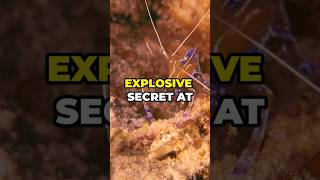 The Shrimp That Sets Off Explosions Underwater animalfacts animalshorts shrimp [upl. by Tomkins]