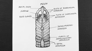 Diagram Of Nephridial System In Earthworm  Class 11  Biology [upl. by Layap167]