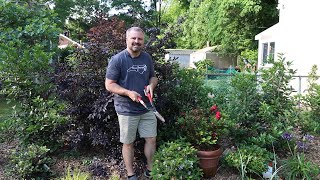 Encore® Azalea Pruning  🌺🌿✂ [upl. by Benedetto]