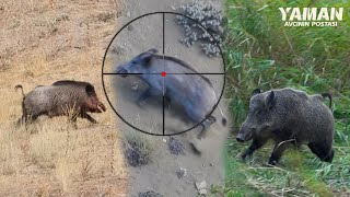 20 Hunts in 10 Minutes  BEST OF HUNTING Compilation hunting wildboar [upl. by Ripp]