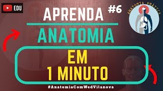 Classificação dos Ossos Alongados  Sistema Esquelético Anatomia Prática [upl. by Llemhar]