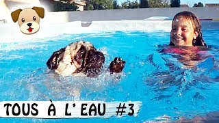 CHIENS À LEAU 3  JADOU AIME LA PISCINE  Family Vlog  Car Talk [upl. by Alad]