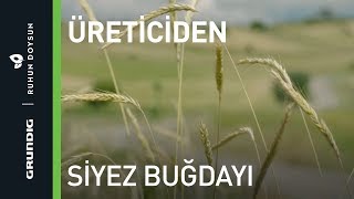 Üreticiden Siyez Buğdayı  Grundig  Ruhun Doysun [upl. by Eugirne579]