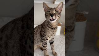 Cute Savannah Cat Meowing Nonstop cat savannahcat meow shorts [upl. by Gefen]