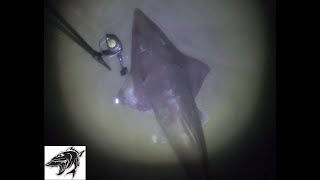 Catch and Release Big Spotted guitar fish shovel nose shark shark sharks [upl. by Zerat]