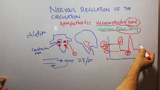 CVS physiology 115 Sympathetic Vasoconstrictor tone vasomotor center vasoconstrictor area [upl. by Eamon]