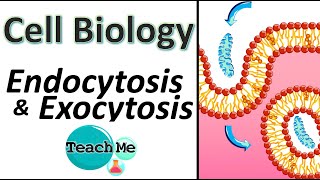 Endocytosis and Exocytosis  Phaogcytosis  Pinocytosis  Passage of molecules [upl. by Asirap]