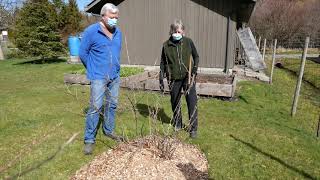 Pruning Gooseberry and Blueberry Bushes in the Comox Valley [upl. by Enetsirhc]