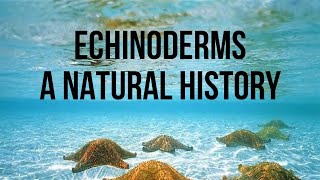 Echinoderms A Natural History Biology Anatomy and Species [upl. by Serrell112]