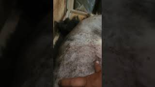 Fungal infection in dog churuvet dogskinproblem doglife gsd dogtips [upl. by Etak]