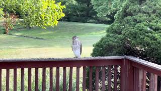 Cooper’s Hawk visit [upl. by Aneerol122]