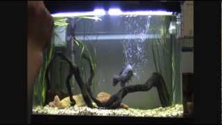 Australian Native Fish Tank [upl. by Iolanthe]