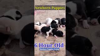 Newborn Puppy Crying for Mother  Puppies crying for milk shorts [upl. by Owain]