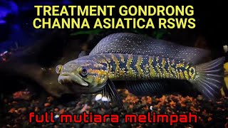 TREATMENT GONDRONG CHANNA ASIATICA RSWS  PROGRES MENTAL GALAK DAN WARNA CHANNA ASIATICA RSWS [upl. by Floeter949]