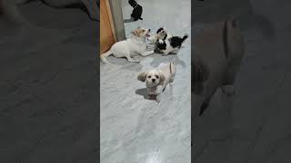 before dinner my family shorts shihtzu viral trending [upl. by Aivila]