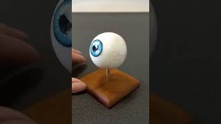 MAQUETA DE OJO REGALOS MEMORIABLES PARA EL SECTOR SALUD [upl. by Narag231]