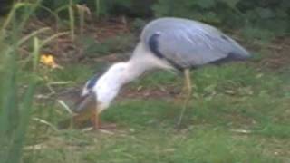 Great Blue Heron eating big fish [upl. by Werby]