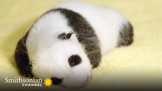 Panda Birth is Both a Source of Hope amp Cuteness Overload 🥺 The Miracle Panda  The Smithsonian [upl. by Berlin749]