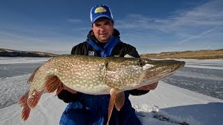 Trophy Ice Fishing Opportunities on Fort Peck [upl. by Munro]