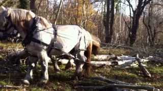 Percheron horse handling training [upl. by Currey]