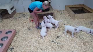 My Daughter Sophia and the 49 Day Old Dogo Argentino Puppies [upl. by Giza]