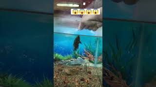 😱😱oscar fish eating housefly 🪰🪰 subscribe for more [upl. by Helsa569]