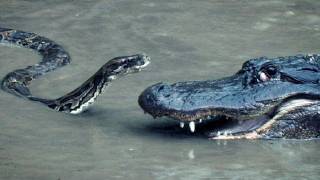 Python vs Alligator 16  Real Fight  Python attacks Alligator [upl. by Missi]