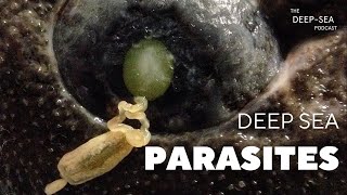 Deepsea parasites with Rod Bray  The DeepSea Podcast Episode 33 [upl. by Beitch501]