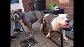 A XXL BULLY PITBULL BREEDING OF EUROPE [upl. by Monica]