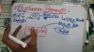 wuchereriabancrofti wuchereria bancrofti life cycle 💞💞 parasitology microbiology levinson [upl. by Janenna]