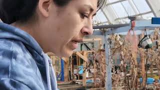 Muskox Qivuit Fibre Workshop with Tanis Simpson in the Inuvik Community Greenhouse [upl. by Blum]